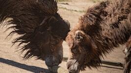velblopudsamec s libereckou samicí